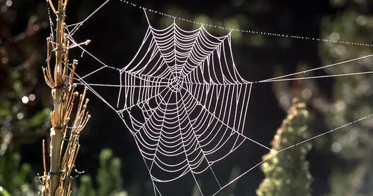 Dính mắc là gì trong tâm lý con người